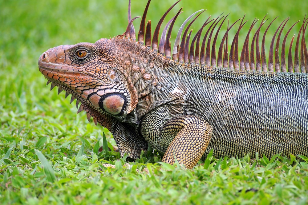 brown and black iguana on green grass during daytime