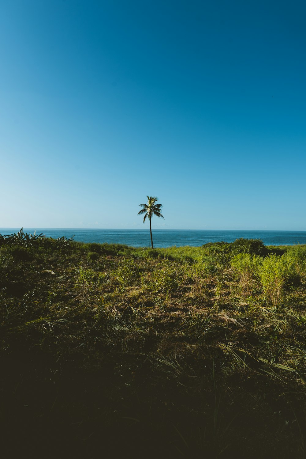 green grass field near body of water during daytime