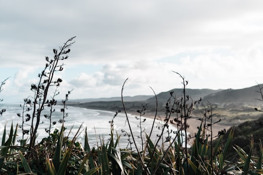 green grass near body of water during daytime in Muriwai New Zealand