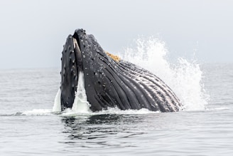 Close-up of a humpback whale breaching with water cascading off its body.