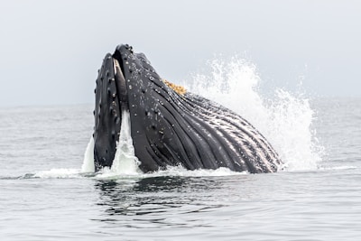 A majestic humpback whale breaching the surface of the ocean.