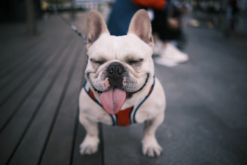 Tasmasıyla dışarıda yürüyüş sonrası dilini dışarı çıkarmış nefes nefese soluyan krem rengi Fransız Bulldog