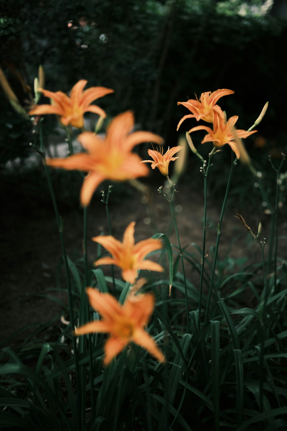 orange flower in green grass