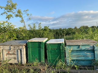 Four weathered wooden bee hives are positioned in a lush green field. The hives are painted in shades of white, green, and blue, and they sit on a wooden platform surrounded by dense vegetation. A tree with sparse leaves stands to the left, while the sky overhead is partly cloudy with patches of blue.