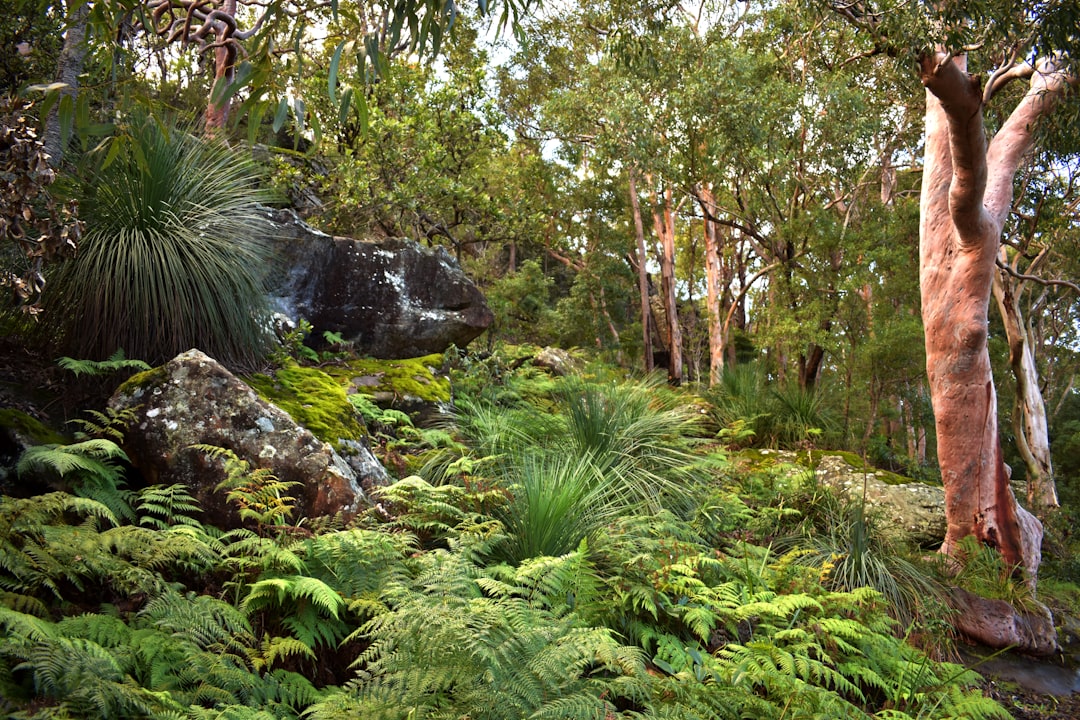 Tropical and subtropical coniferous forests photo spot Georges River National Park Sydney