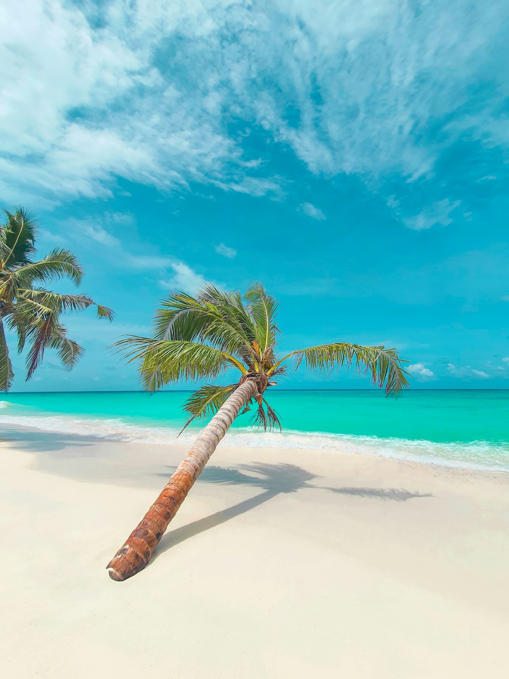 palm tree on white sand beach during daytime