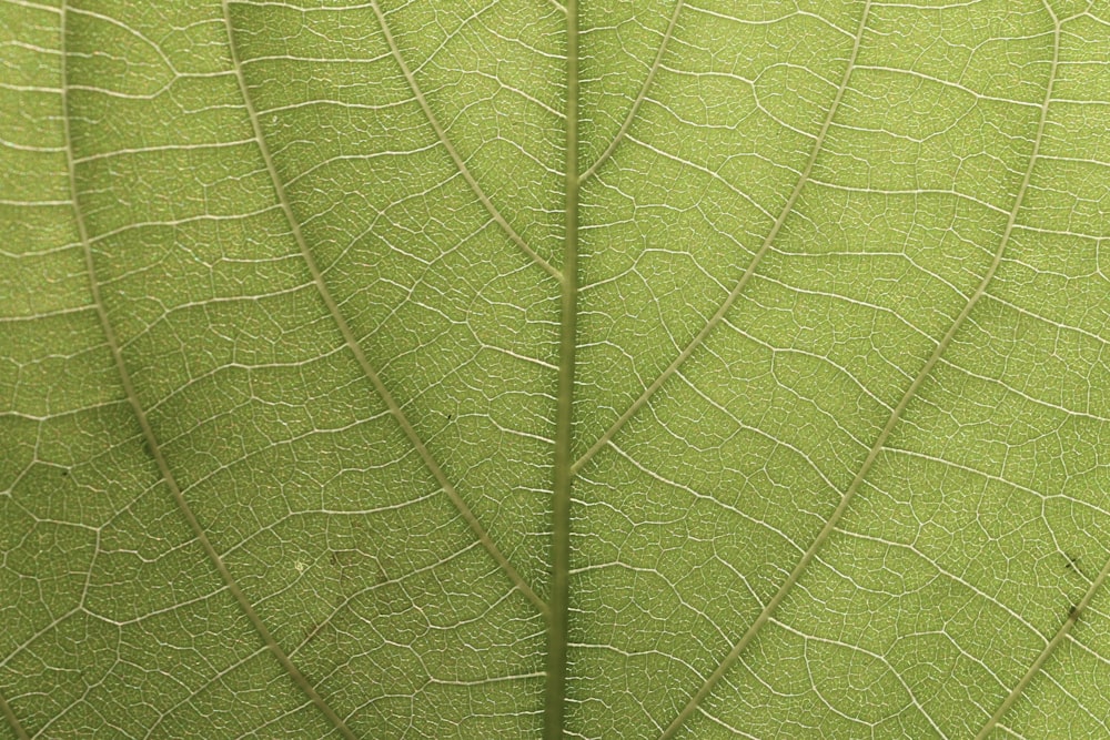 green leaf in close up photography