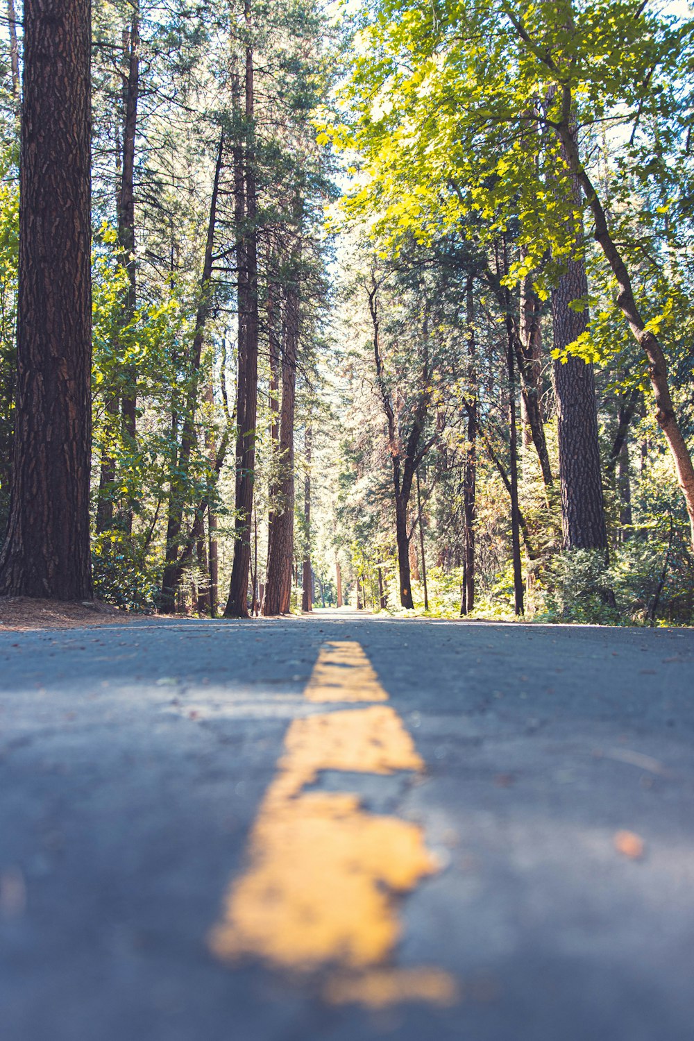 gray concrete road in between green trees during daytime