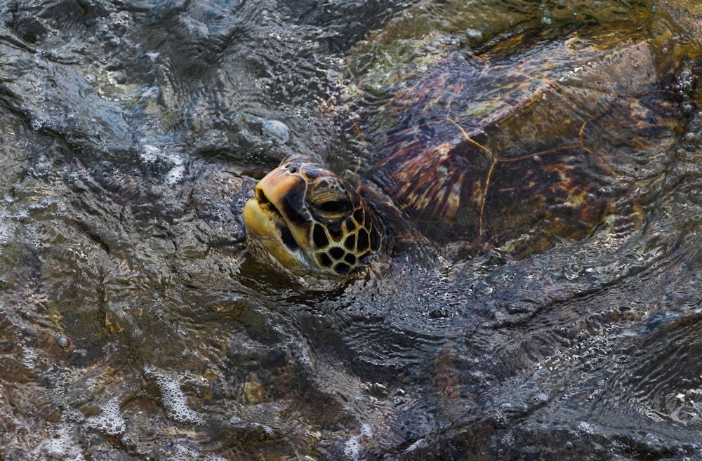 brown and black turtle on water