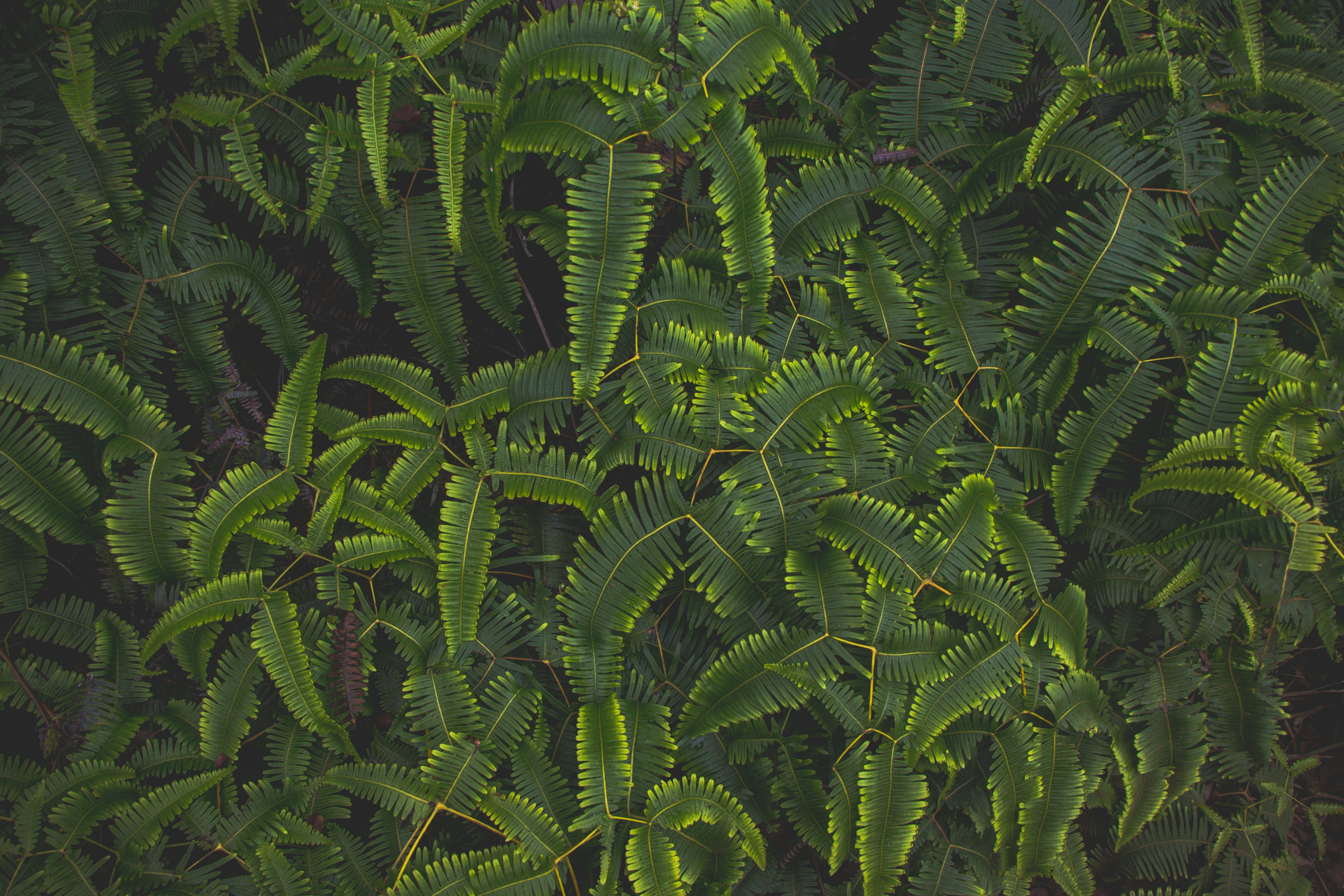 green fern plant during daytime