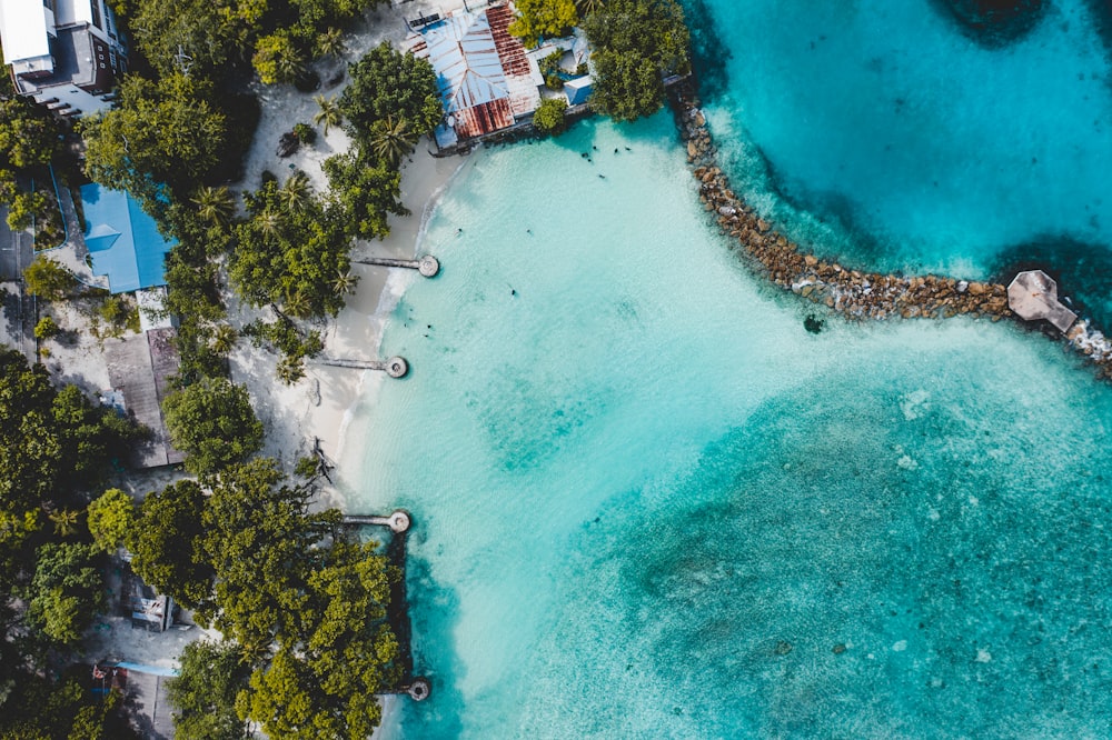 aerial view of green trees and body of water during daytime