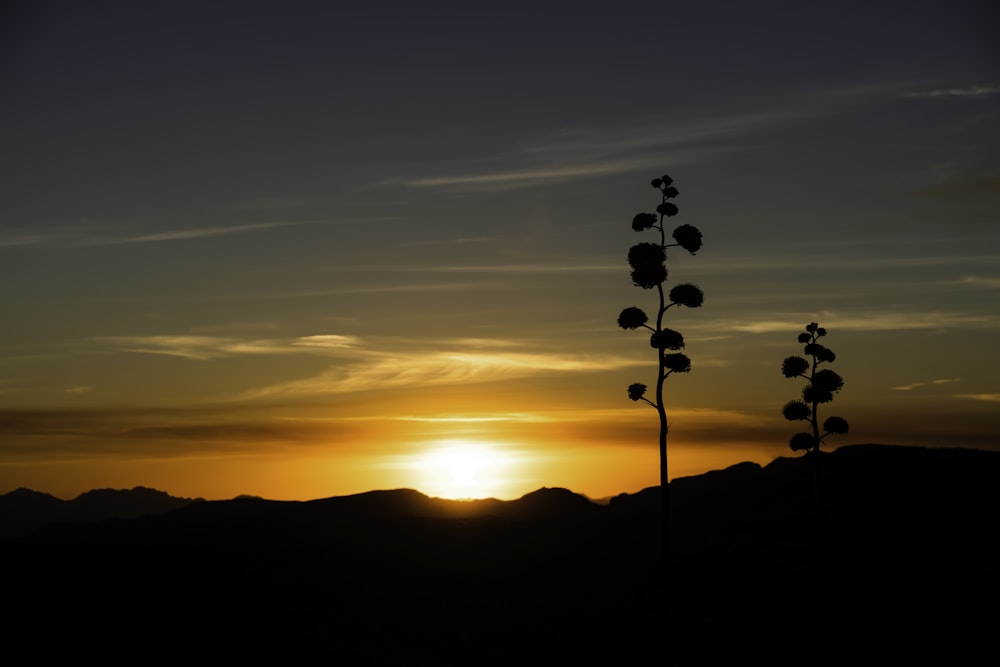 silhouette de fleurs au coucher du soleil