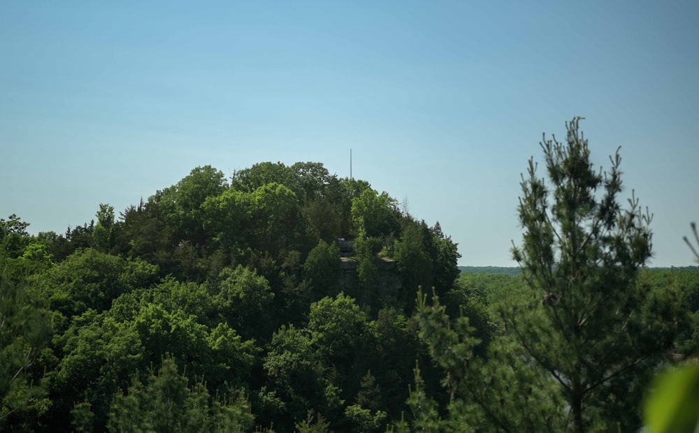 green trees under blue sky during daytime