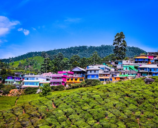 green grass field near houses under blue sky during daytime in Munnar India