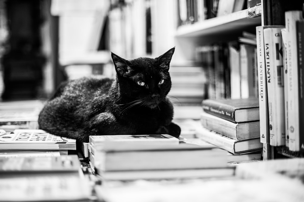 grayscale photo of cat on books