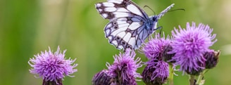 white and black butterfly on purple flower