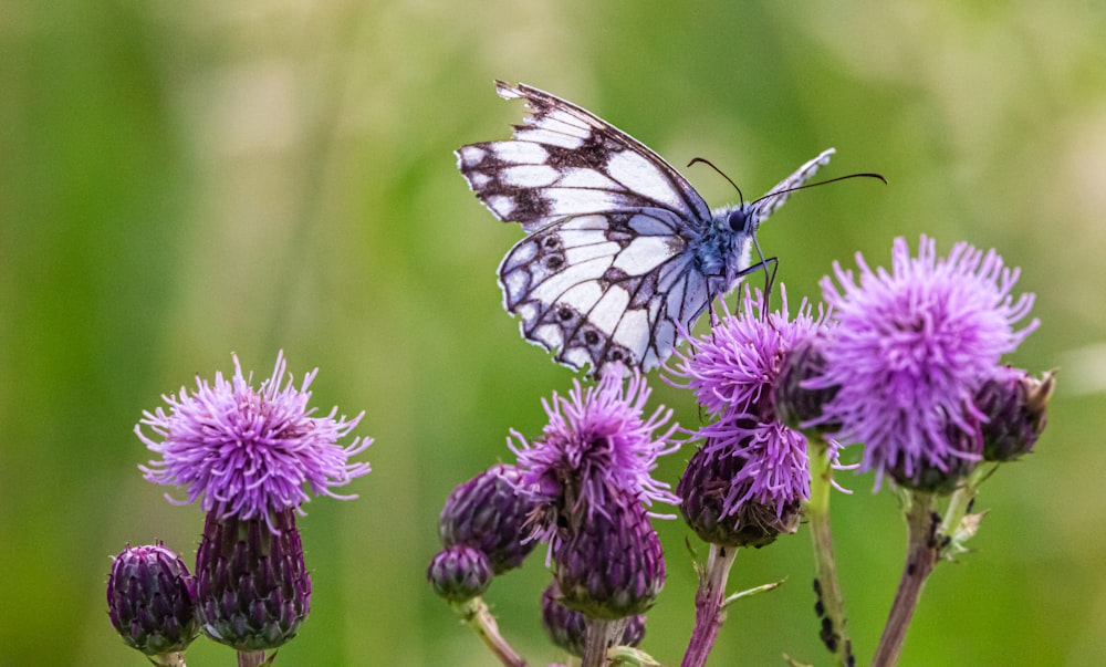 white and black butterfly on purple flower