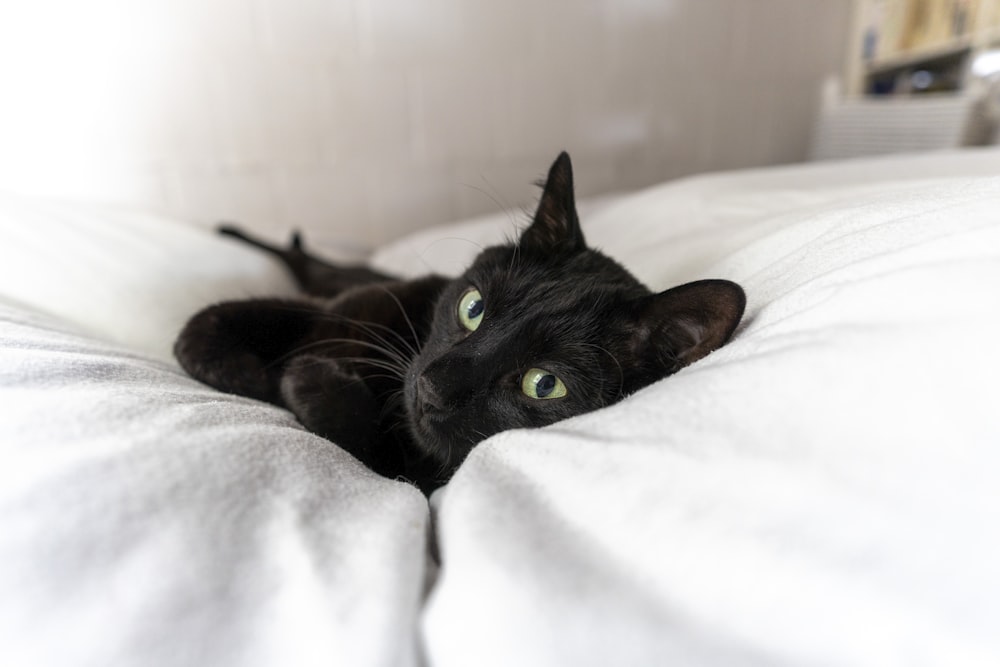 black cat lying on white textile