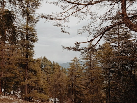 A peaceful Idaho forest symbolizing natural beauty preservation.