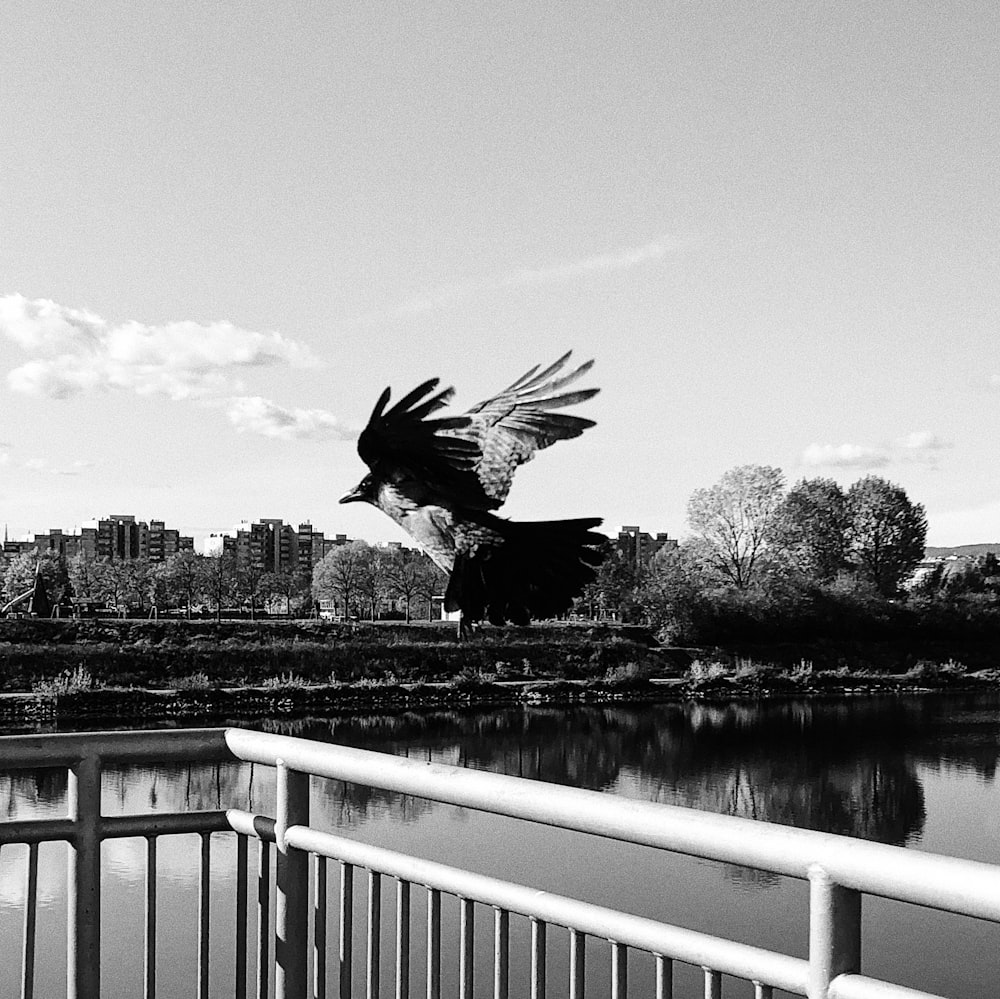 grayscale photo of bird flying over the lake
