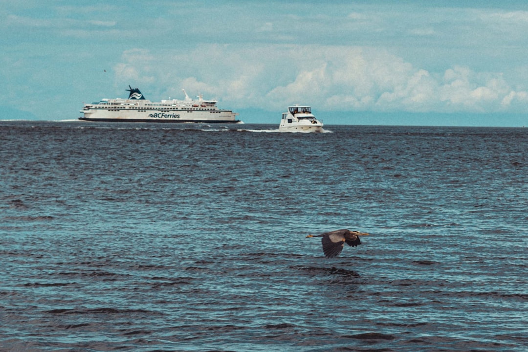 sea lion on body of water during daytime