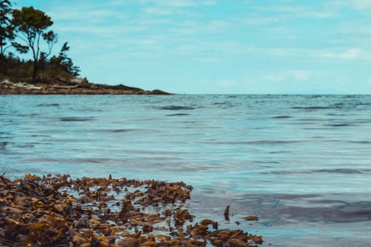 brown and black rocks on seashore during daytime in Mayne Island Canada