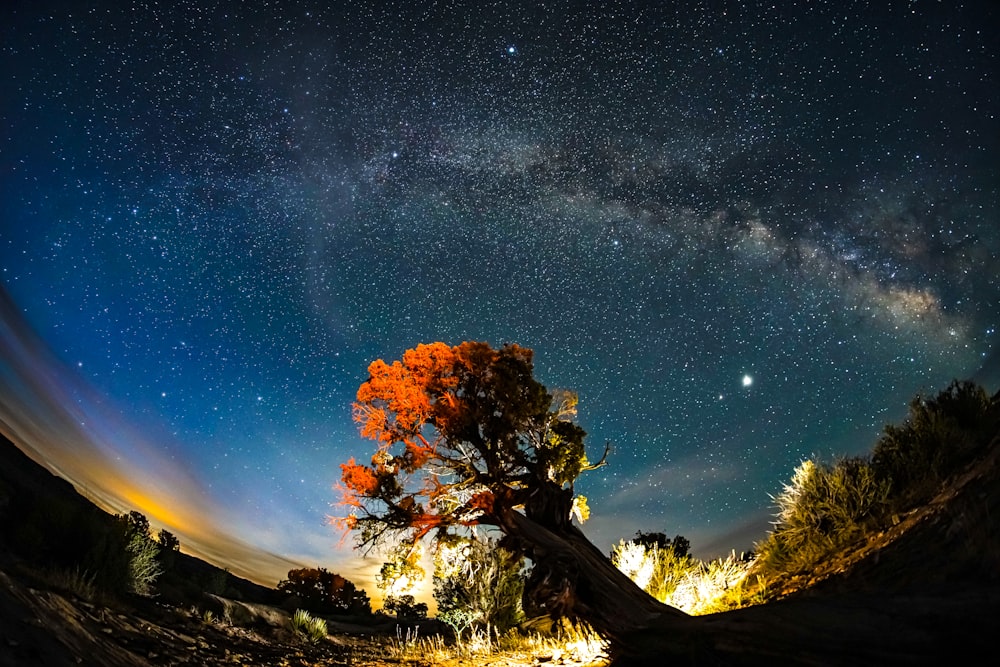 brown tree under blue sky during night time