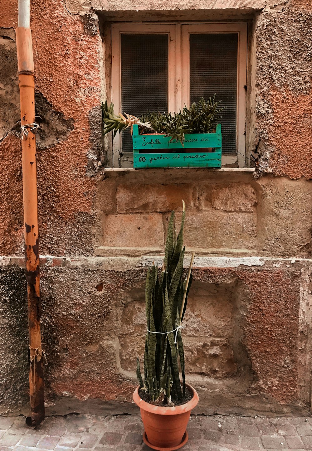 green plant on brown concrete wall