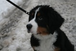 A young Bernese Mountain Dog sits on a snowy ground, looking up with its dark, expressive eyes. Its fur is thick, with a combination of black, white, and tan colors. A black leash is attached to its collar, suggesting it is being taken for a walk.