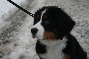 A young Bernese Mountain Dog sits on a snowy ground, looking up with its dark, expressive eyes. Its fur is thick, with a combination of black, white, and tan colors. A black leash is attached to its collar, suggesting it is being taken for a walk.