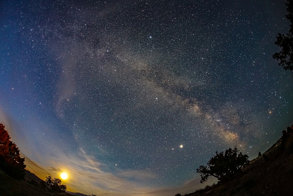 silhouette of trees under starry night