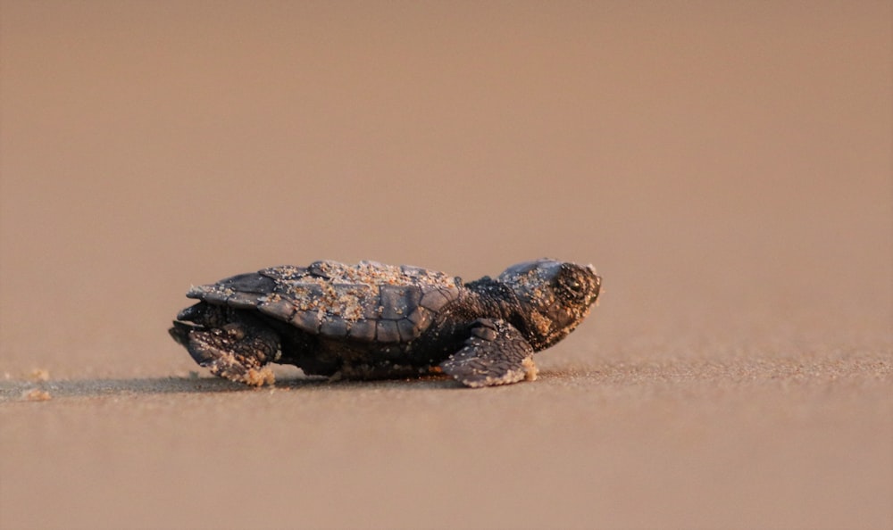 black and brown turtle on brown sand