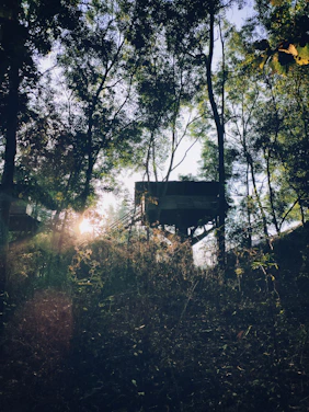 A cozy treehouse surrounded by lush green woods bathed in golden afternoon sunlight.