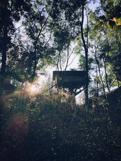 A cozy treehouse surrounded by lush green woods bathed in golden afternoon sunlight.