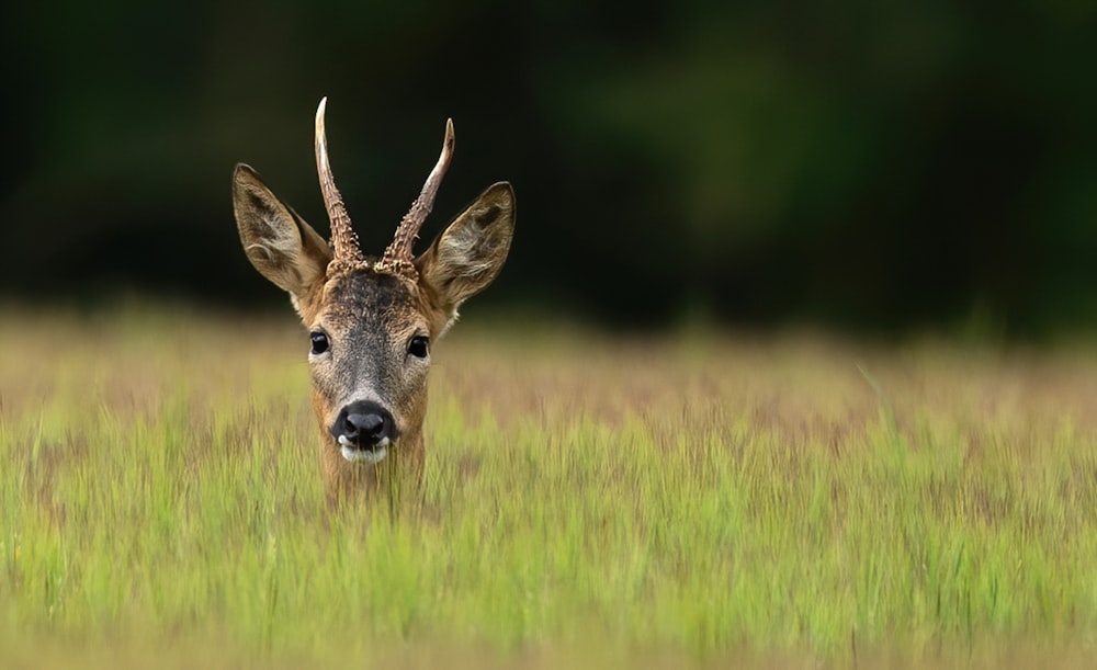 brown deer on green grass field during daytime