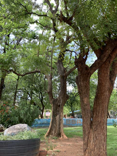 A serene outdoor scene showing a tree planted as part of a long-term sustainability project