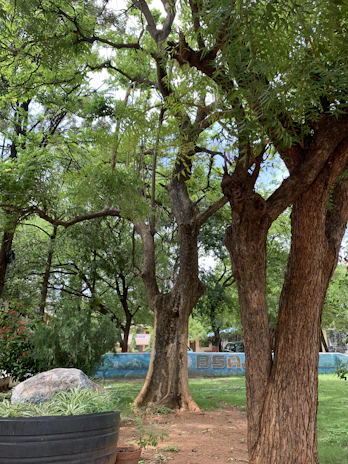 A peaceful outdoor scene with Pachamama-inspired natural elements, blending earth tones with green foliage.