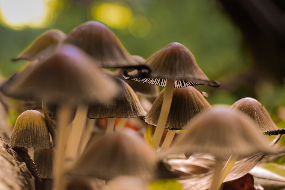 brown mushrooms in tilt shift lens