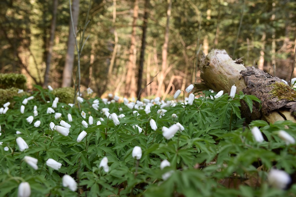 white flowers on green grass during daytime