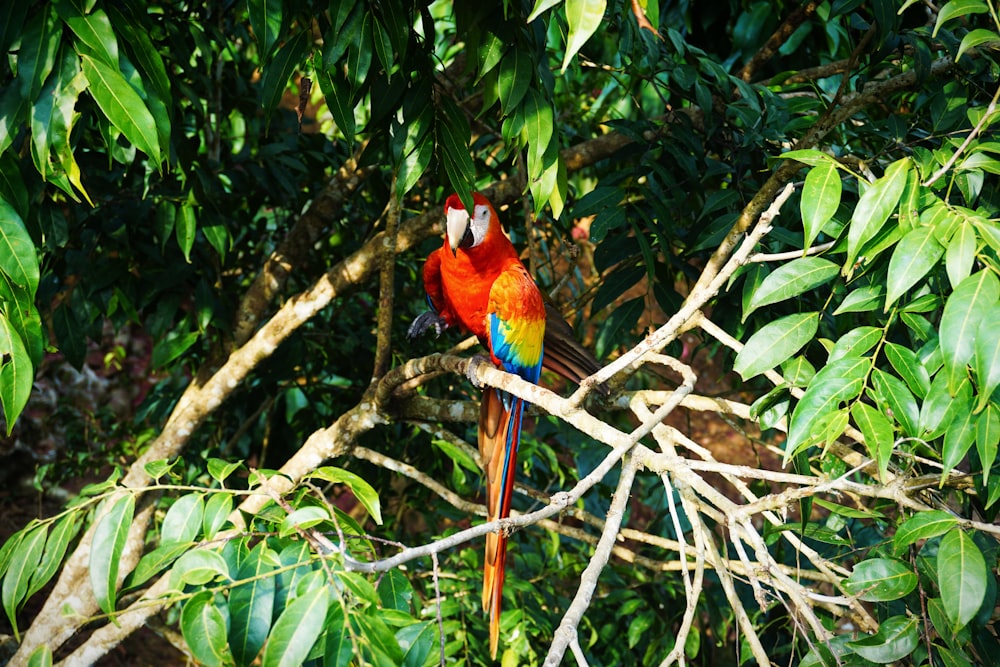 oiseau rouge et bleu sur branche d’arbre brun