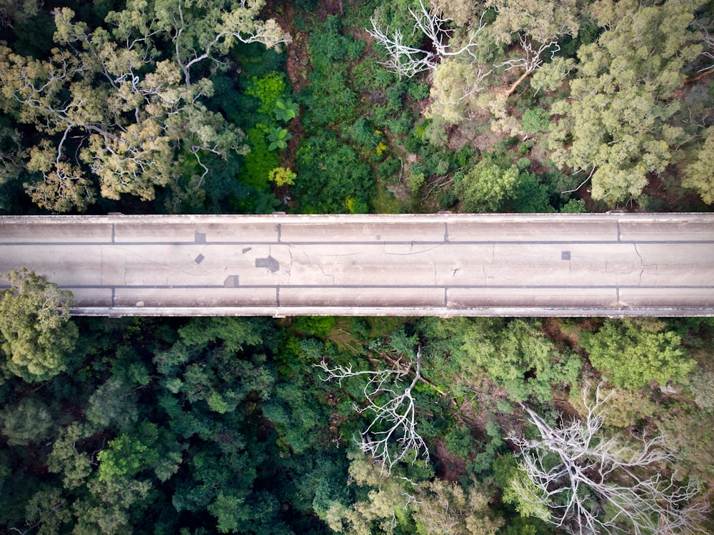 緑の木々の真ん中にある灰色のコンクリート橋