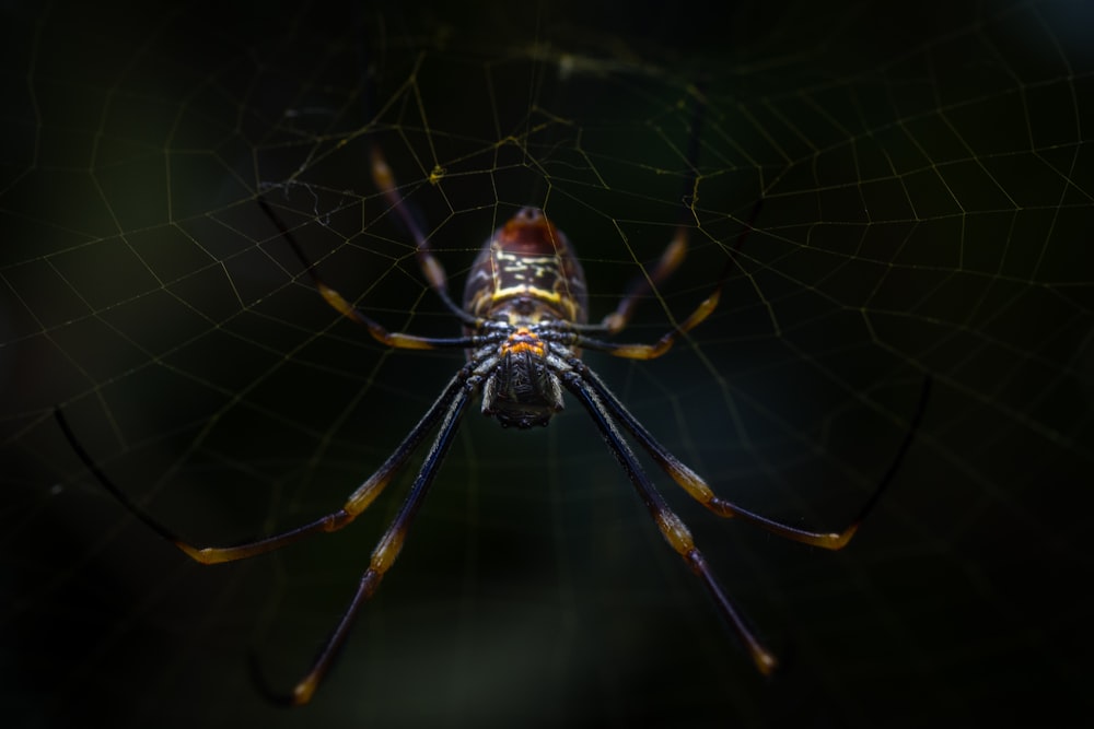 brown spider on spider web in close up photography during daytime
