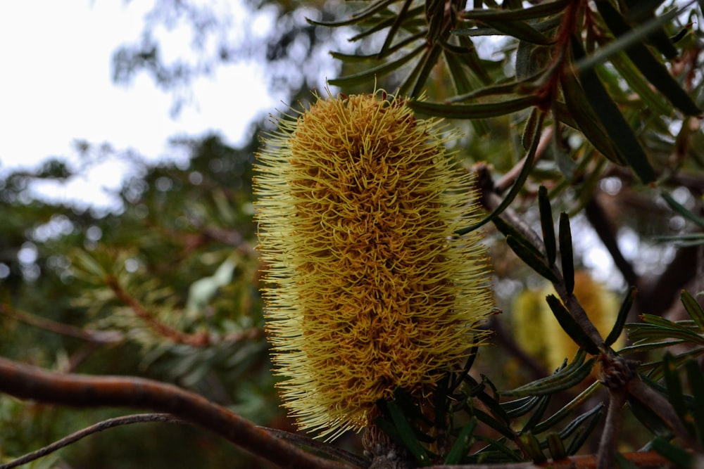 green and brown plant during daytime