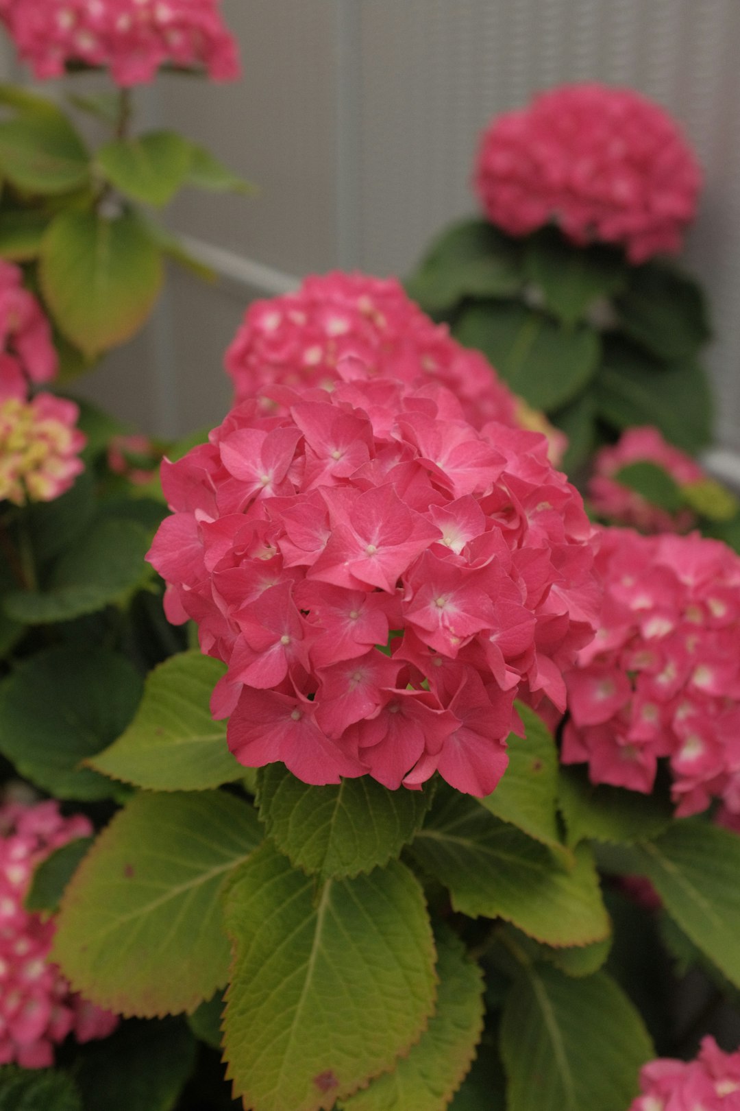 pink flowers with green leaves