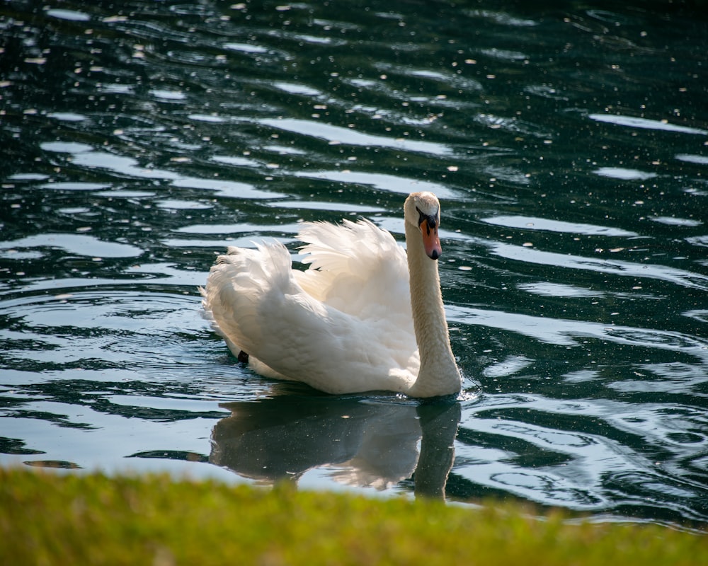 white swan on water during daytime