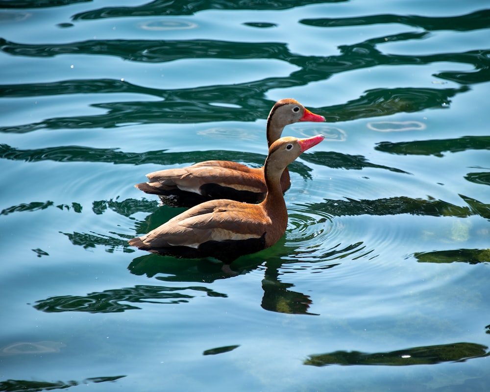 brown duck on water during daytime