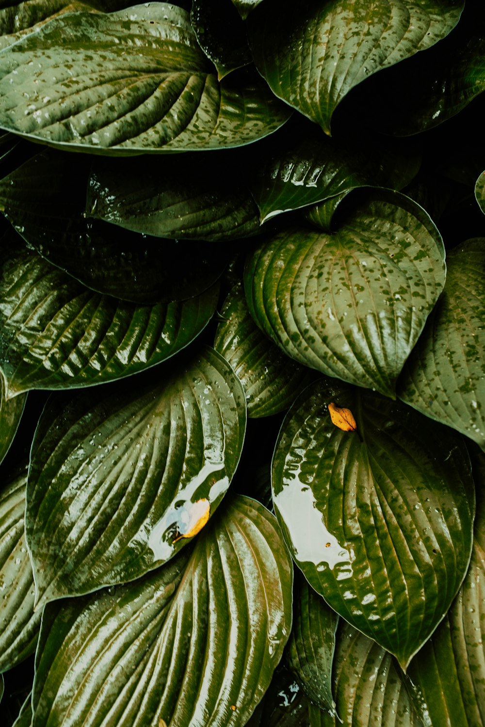 yellow and white flower on green leaves