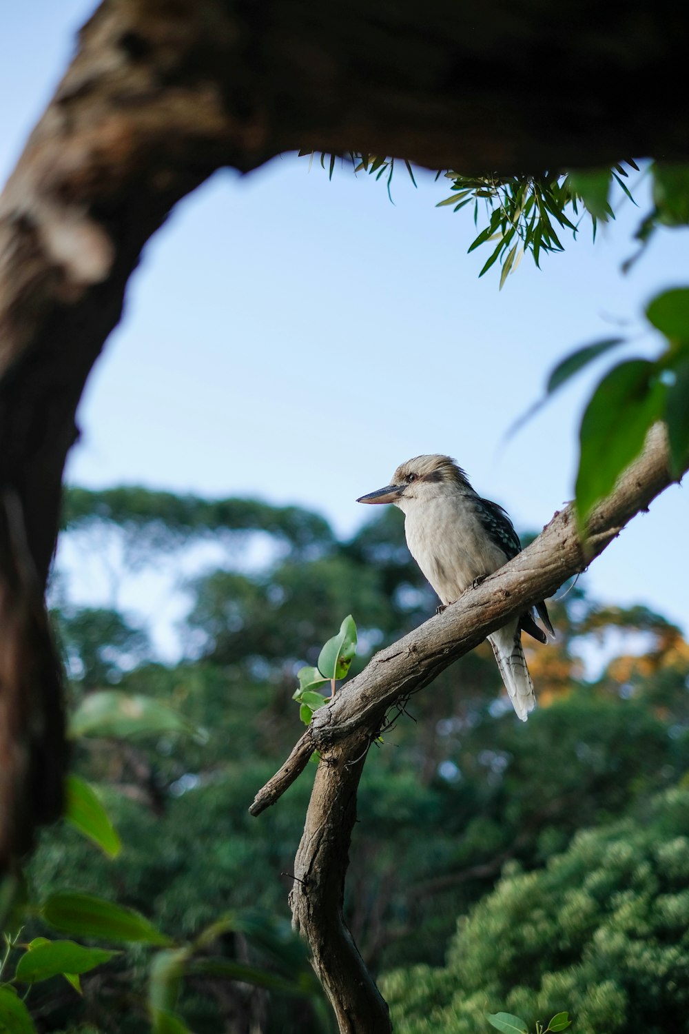 white and gray bird on tree branch during daytime