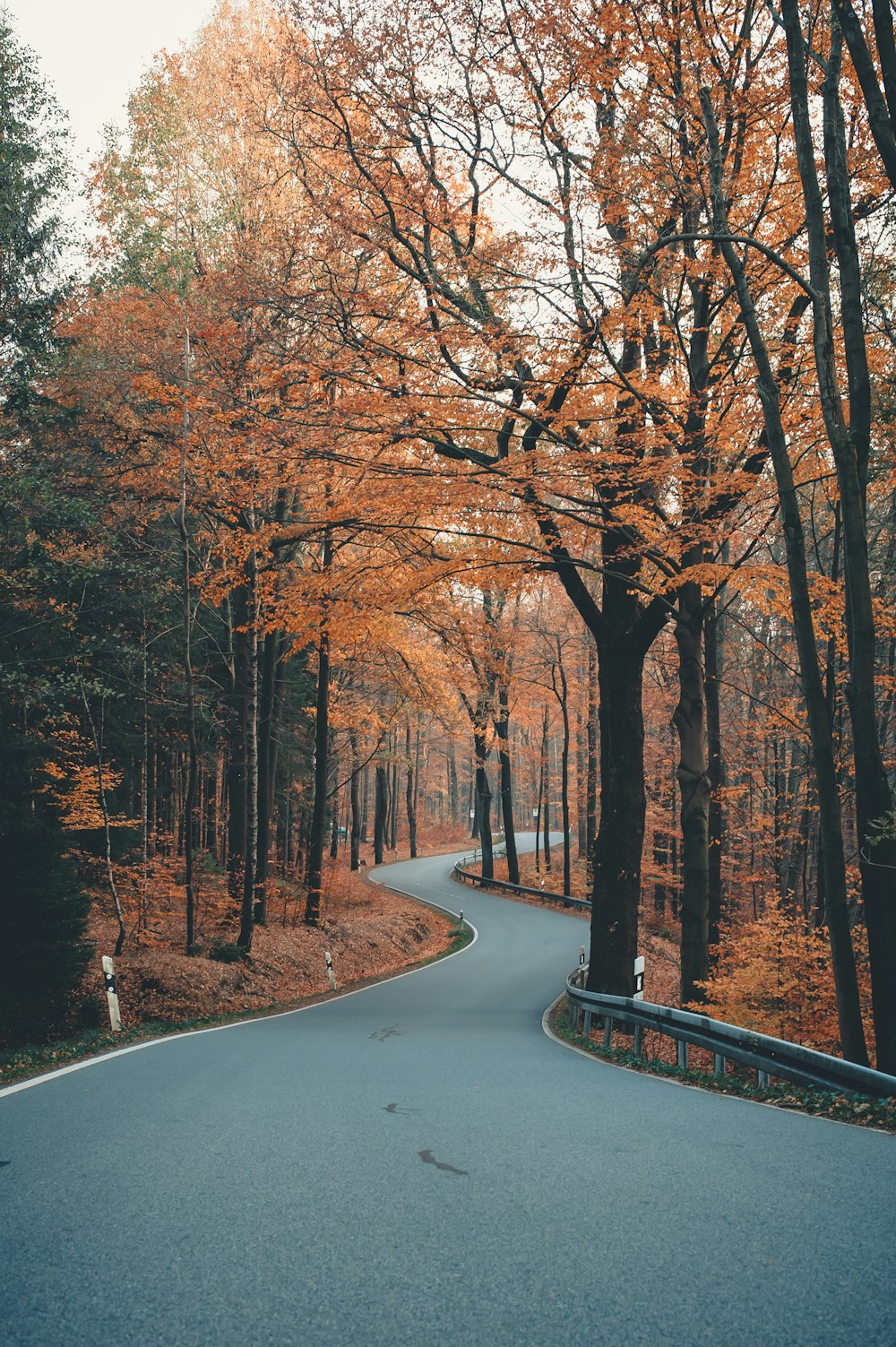 昼間の灰色のコンクリート道路に茶色の木々
