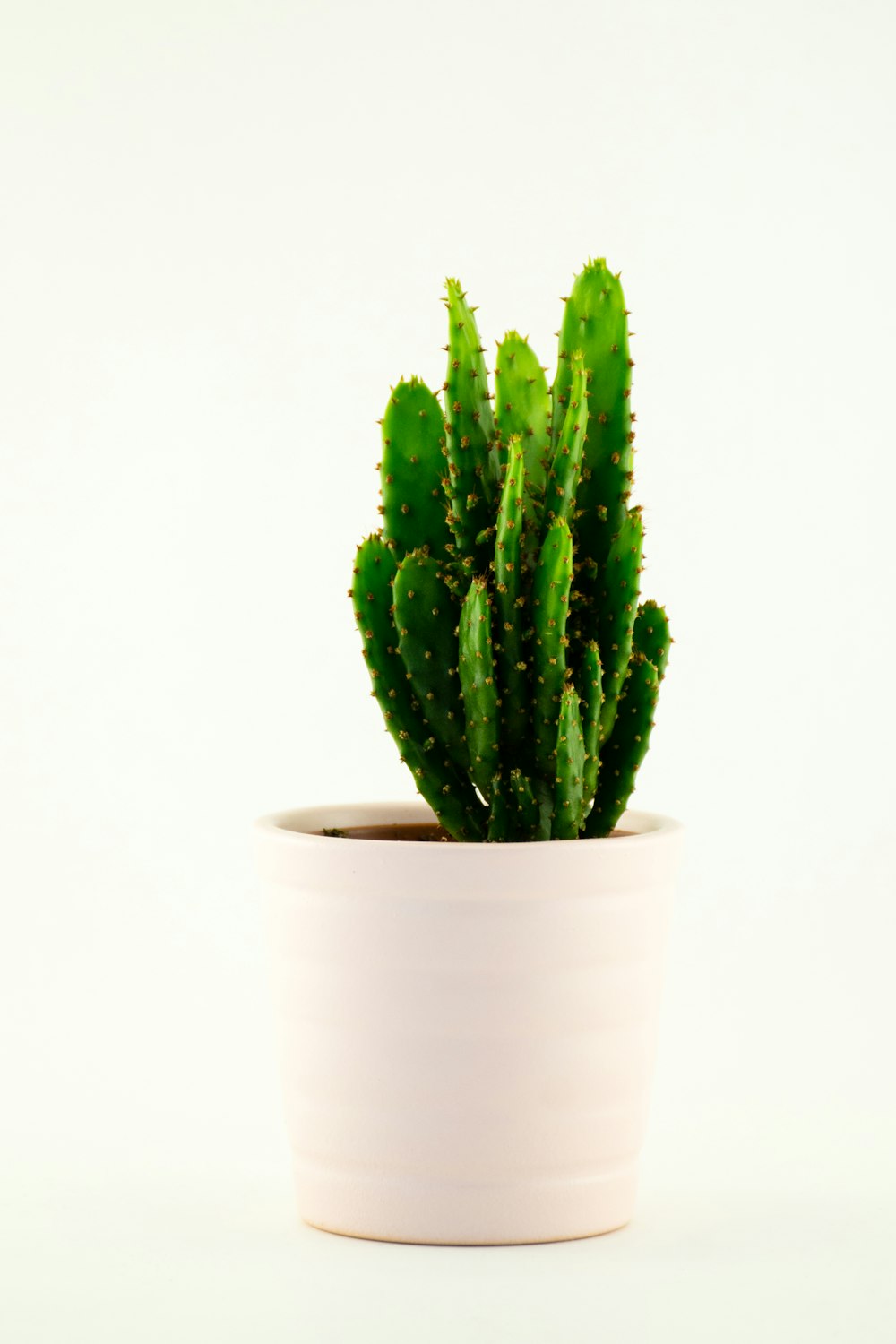 green cactus in white pot